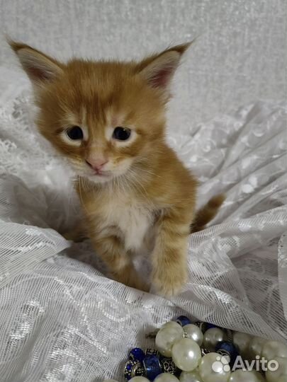Котята мейн-куна
