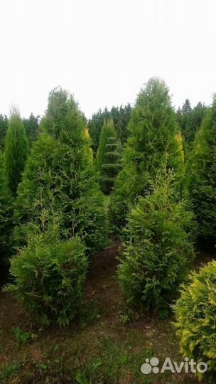 Туя Смарагд, Колумна, Брабант оптом