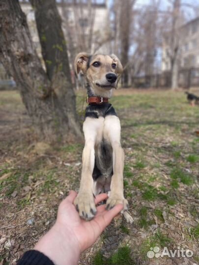 Собака