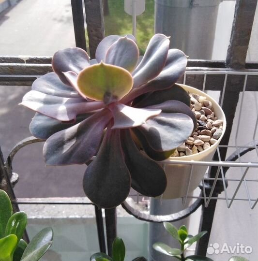 Суккуленты, эхеверии