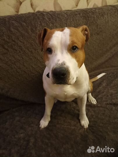 Вязка собаки амстаф