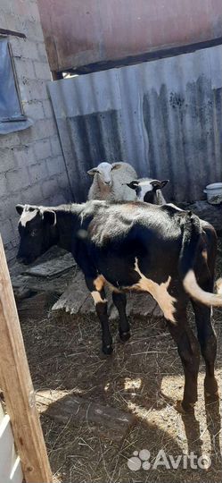 Тёлочка 6 мес