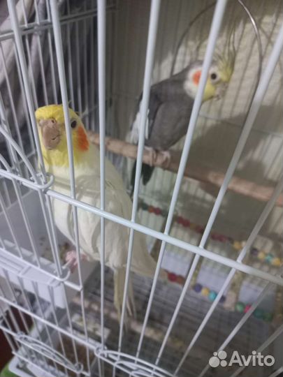 Попугай корелла