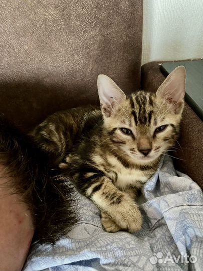 Малыш бенгал мрамор графит