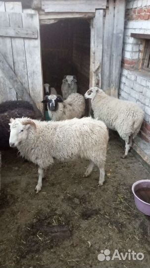 Мясо баранина