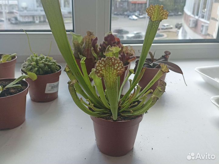 Хищное растение венерина мухоловка/росянка и тд