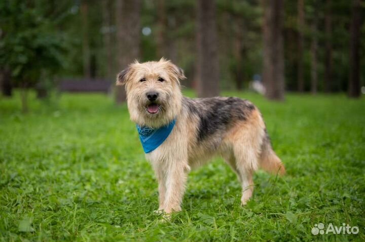 Собака Пушистик Тобиас бородатик