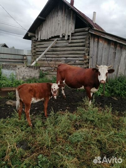 Корова с теленком