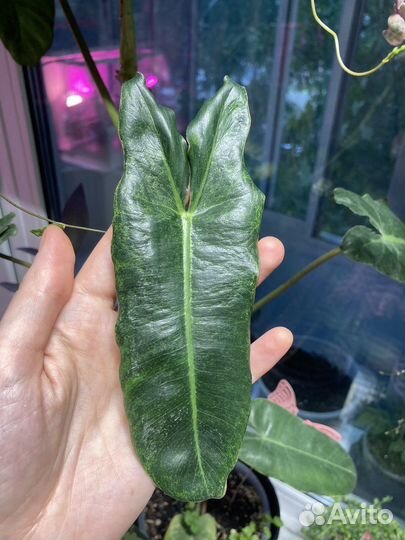 Филодендрон параисо верде