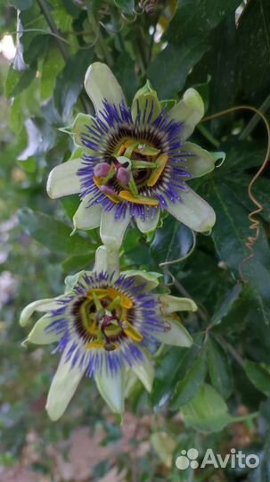 Флокс шиловидный, очитки, гибискус, пассифлора