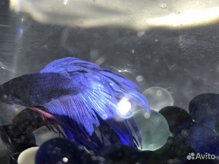 Рыбка петушок