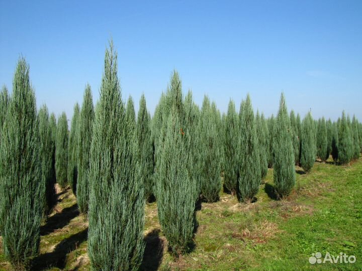 Продаем саженцы можжевельника Блю Эрроу