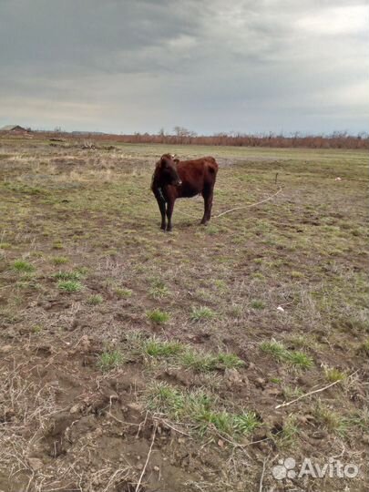 Корова дойная