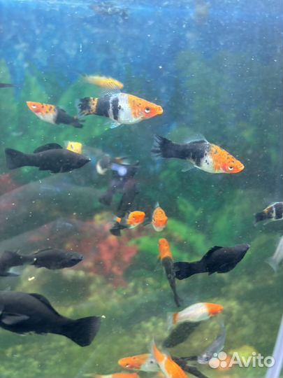 Меченосцы трехцветные