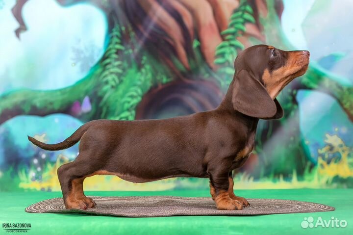 Щенки мини/кроличьей таксы.Девочка РКФ