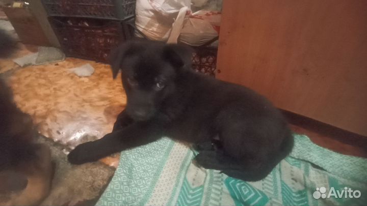 Немецкая овчарка