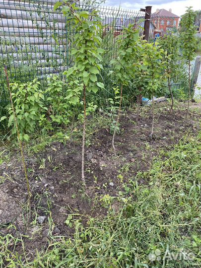 Саженцы абрикоса, ореха манчжурского