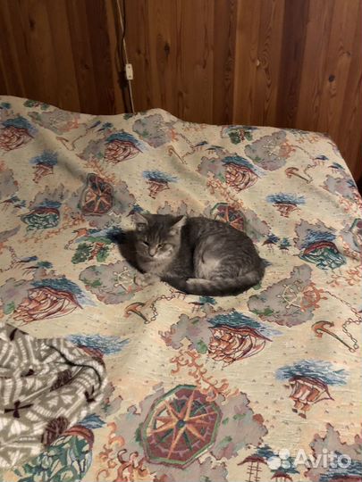 Котенок очаровашка