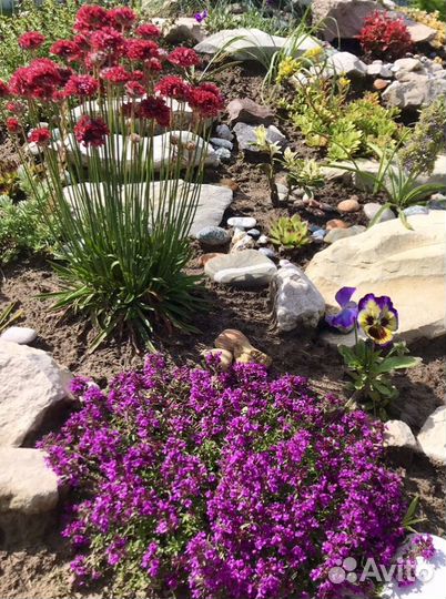 Тимьян ползучий Пурпурный ковер