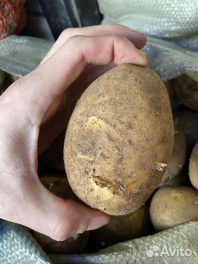 Картофель домашний с доставкой