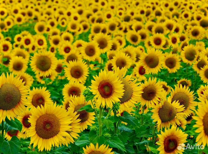 Семена подсолнечника кукурузы в наличии