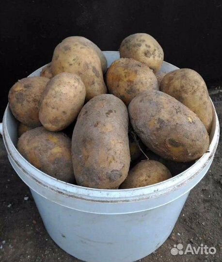 Картофель крупный