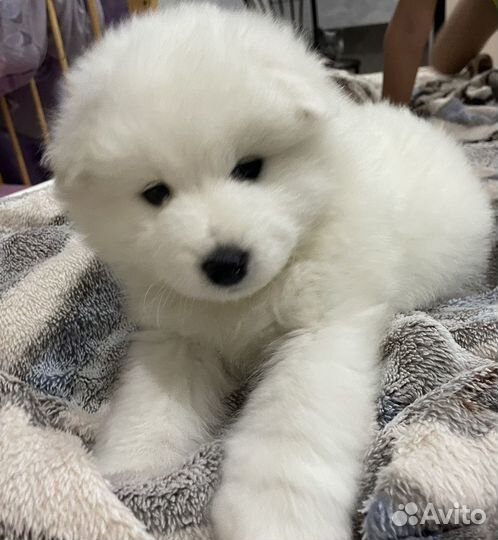 Самоедская лайка щенки