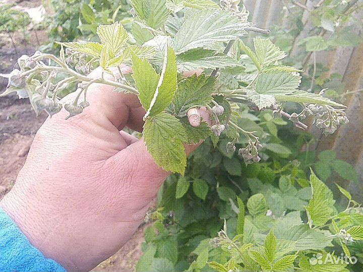 Малина многоразовая