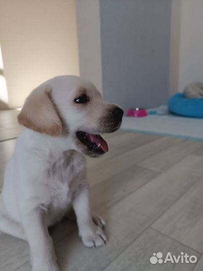 Щенки лабрадора