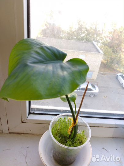 Монстера деликатесная(Monstera deliciosa)