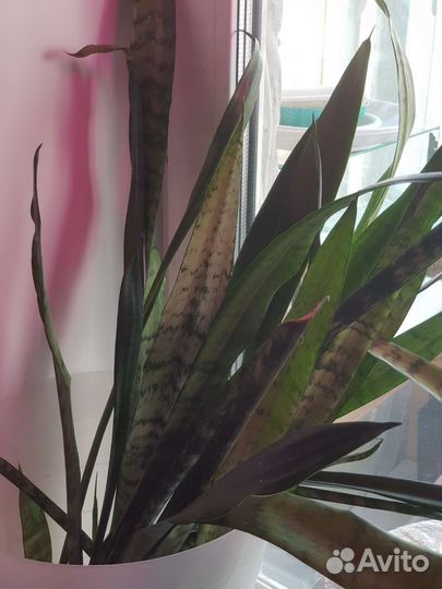 Сансевиерия