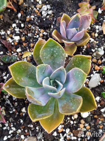 Суккуленты и суккулентные наборчики