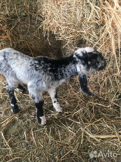 Продаю козье молоко,сыр,закваска