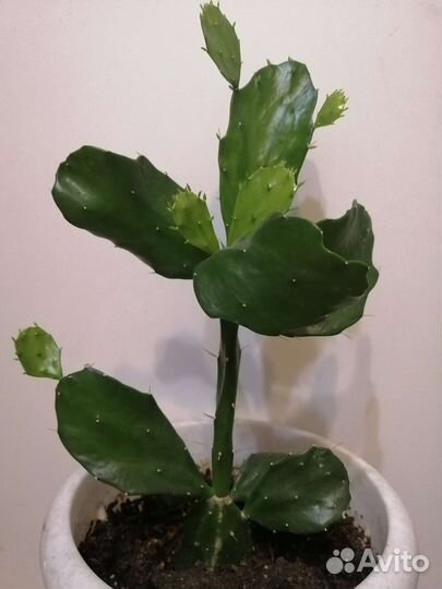 Разные комнатные цветы