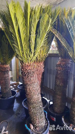 Саговая пальма