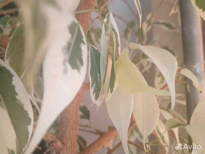 Фикус бенджамина. Сорт Старлайт