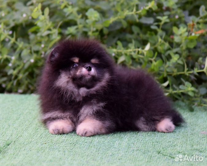 Щенки померанского шпица