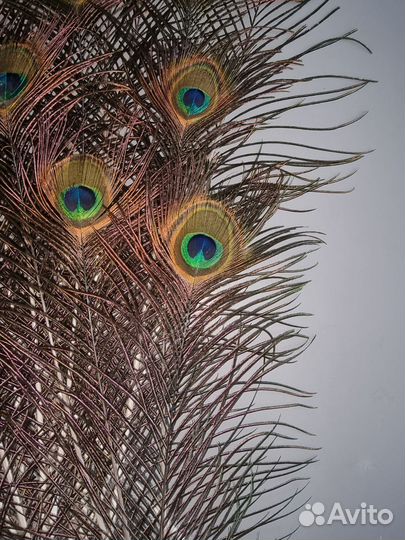 Перо павлина