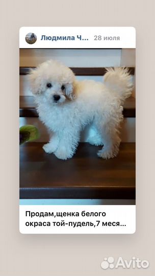 Продам Той-пуделя