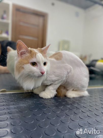 Груминг стрижка экспресс-линька