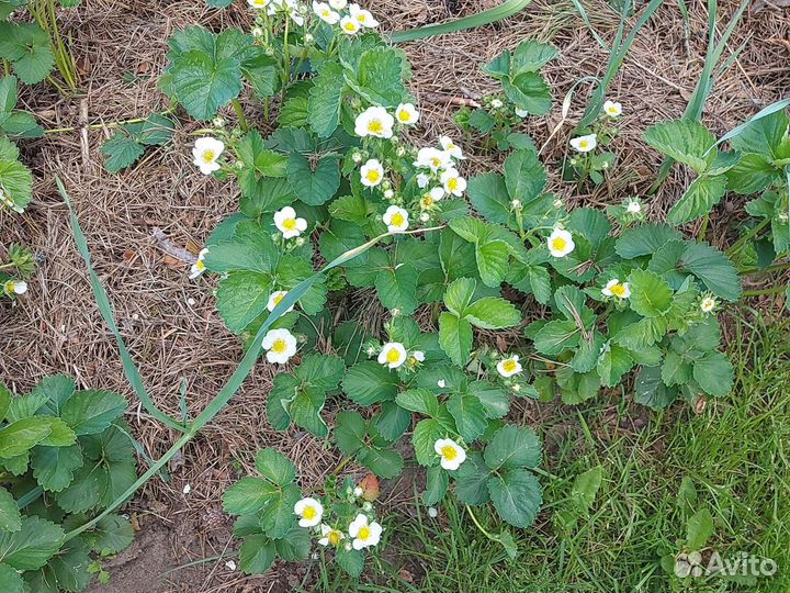 Клубника купчиха