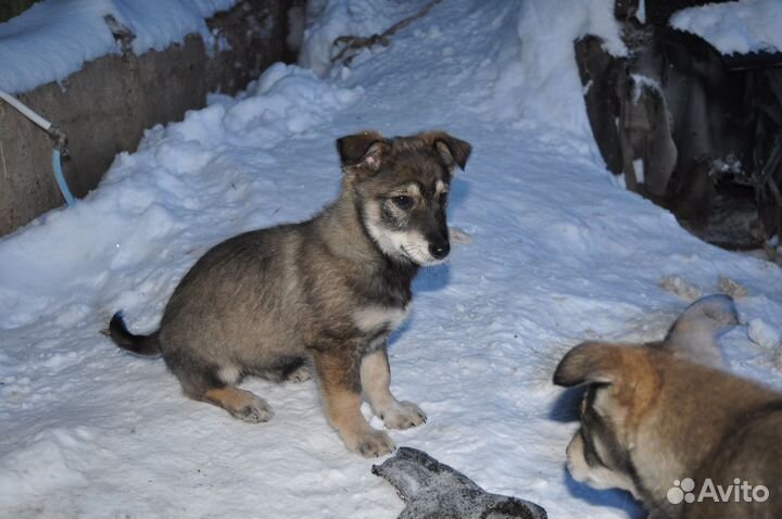 Мальчишки, 3,5месяца