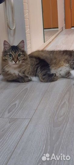 Кошка