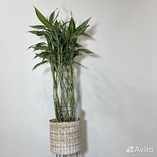 Драцена Сандера (Сандериана)