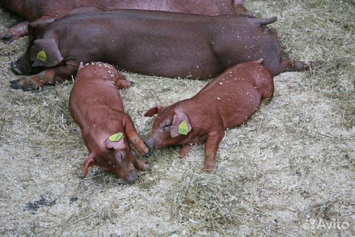 Хряк Дюрок и свинка Ландрас чистопородные