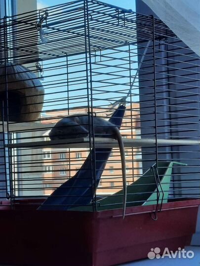 Клетка для животных