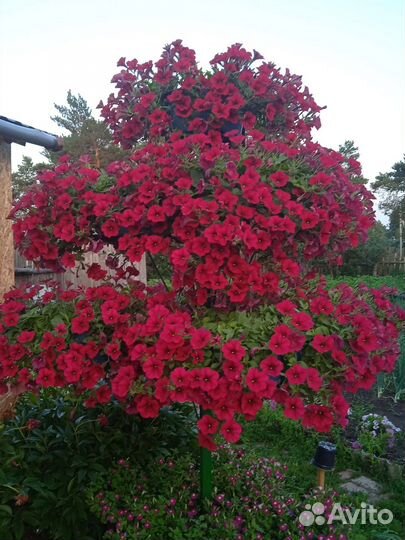 Петуния ампельная F1 Вэйв Кармин Велюр