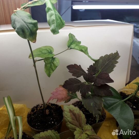 Укорененные отростки