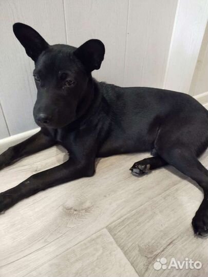 Собака метис шарпея