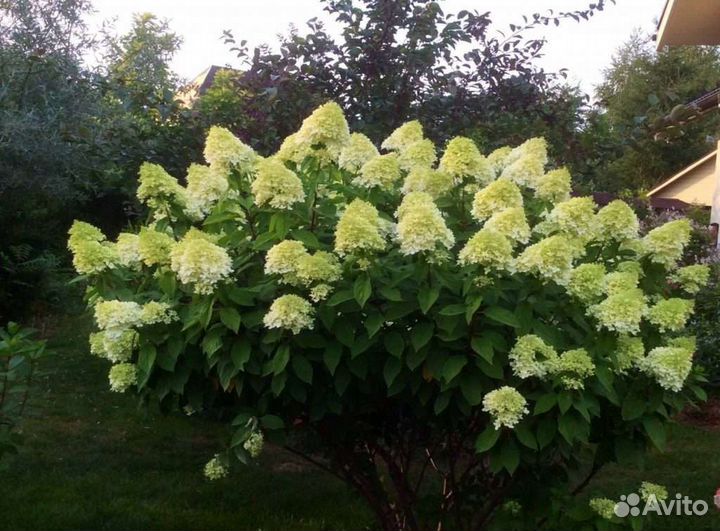 Гортензия метельчатая